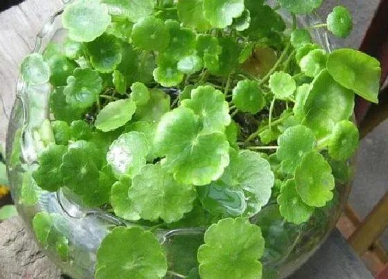 绿植|鱼粪适合种植什么植物 鱼缸粪便养什么花好