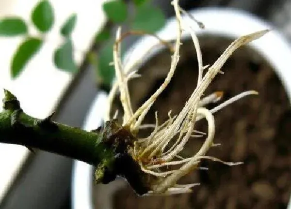 植物扦插|月季可以扦插吗