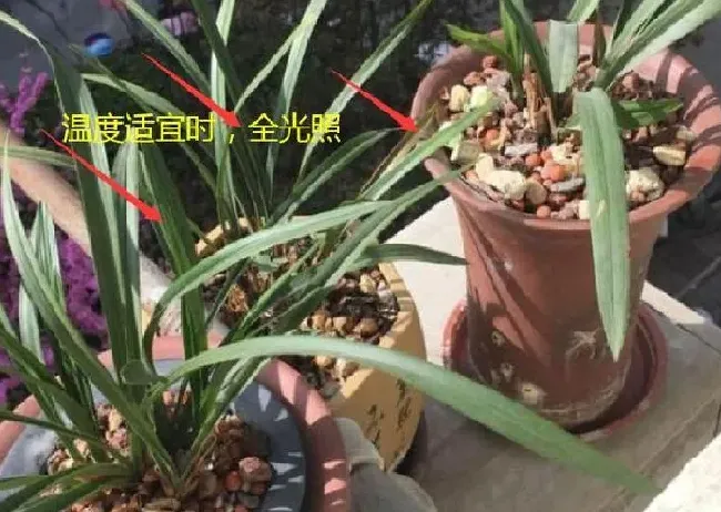 养殖方法|如何种养兰花才不烂根烂心（根不好的兰花怎么栽种）