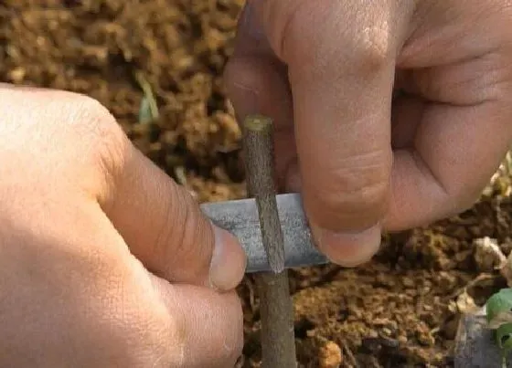 植物嫁接|桃树嫁接方法 怎样嫁接桃树苗，时间+图解）