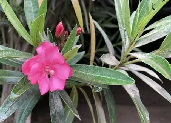 植物香味|夹竹桃有香味吗