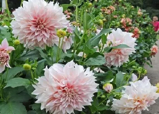 不开花|大丽花为什么不开花