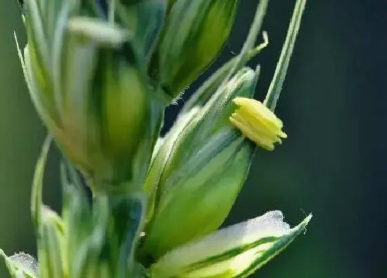 颜色花|麦花是什么颜色的