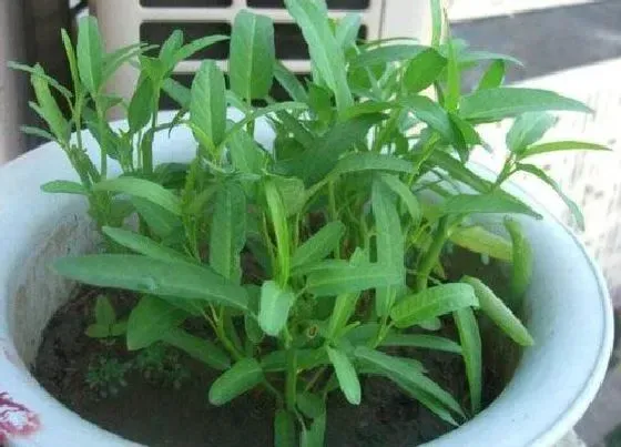 生长环境|空心菜的生长环境及生长地方条件