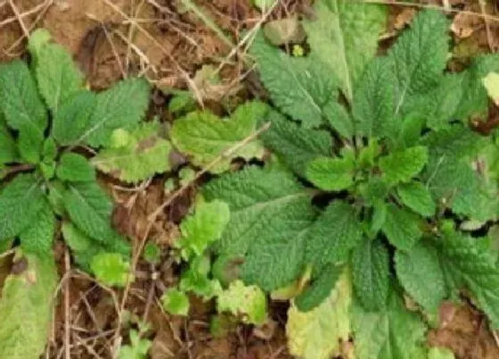 植物种类|蟾蜍草和蛤蟆衣是一种植物吗