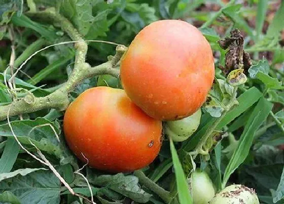 喷药|番茄打什么农药好