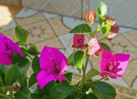 植物繁殖|叶子花怎么繁殖 繁殖方法
