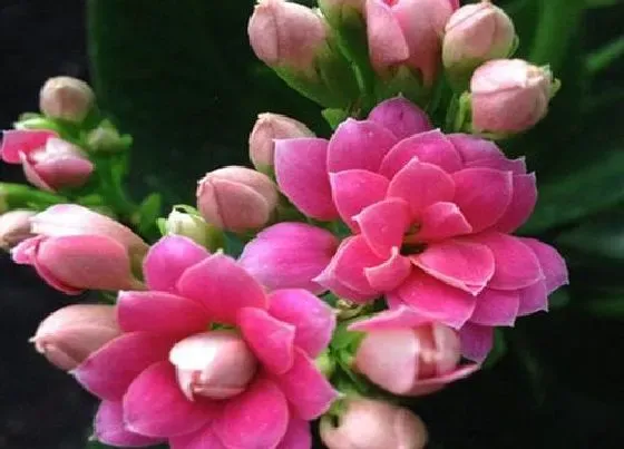 花朵|长寿花的特点