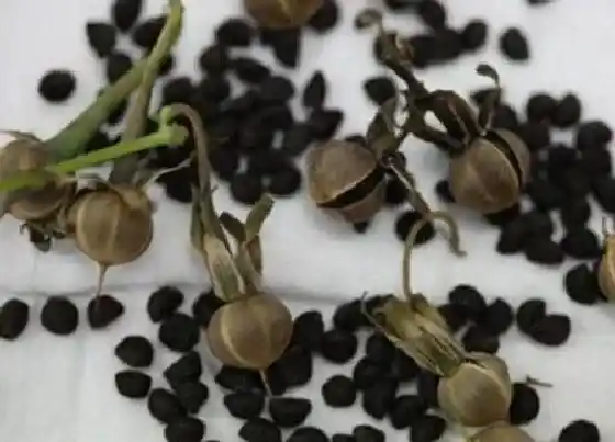 种植管理|牵牛花几月份种植最好 一般什么季节种植