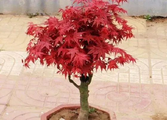 植物修剪|红枫盆景怎么修剪好看