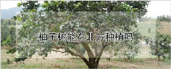 柚子树能在北方种植吗 | 种植技术