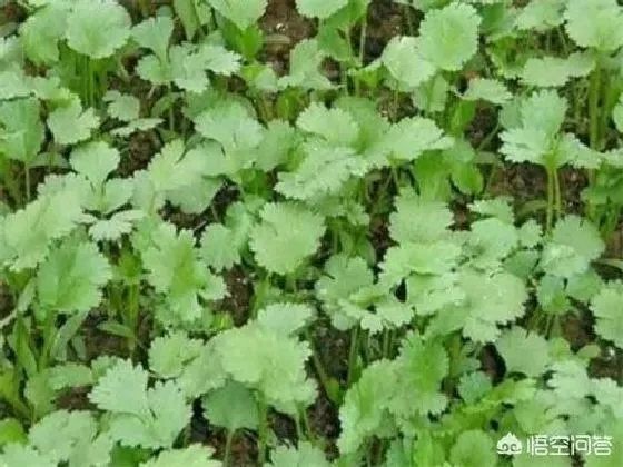 种植管理|冬季种植香菜时间和方法，掌握这4个步骤种出高品质香菜）