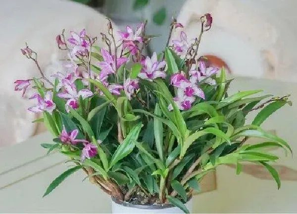 盆景|石斛盆栽的种植方法和注意事项 家养石斛的栽种方法
