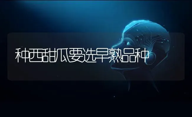种西甜瓜要选早熟品种 | 瓜果种植