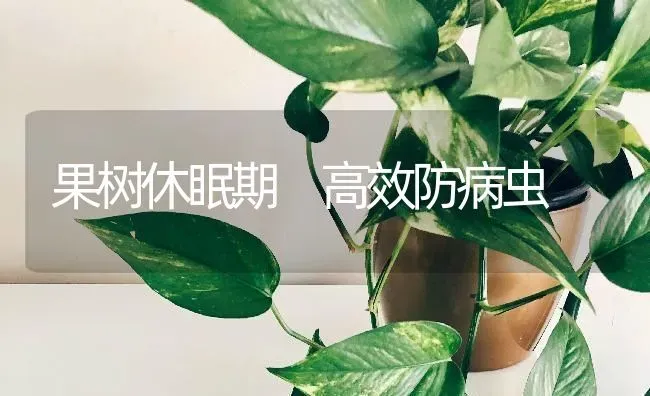 果树休眠期 高效防病虫 | 瓜果种植