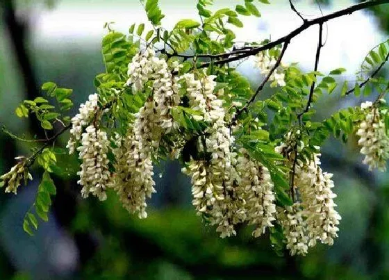 植物百科|国槐树开花吗 开花什么样子