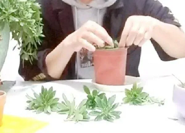 植物扦插|田七几月份扦插最好