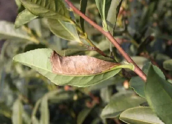 植物病害|茶叶炭疽病的发病原因及治疗方法