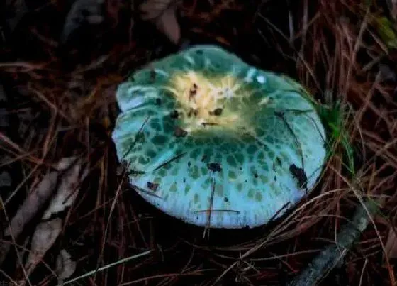 植物百科|青头菌生长在什么地方