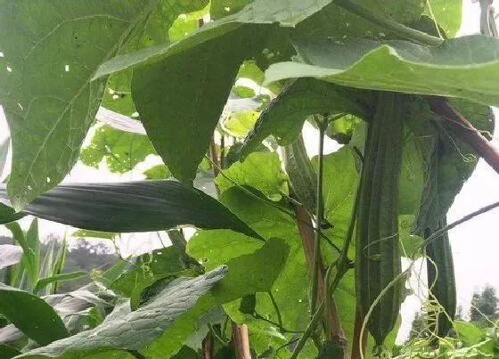 种植管理|丝瓜种植时间及技术要点 丝瓜露天种植方法与管理技术