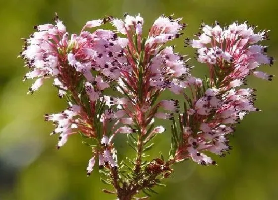 植物种类|丁香花是树还是花