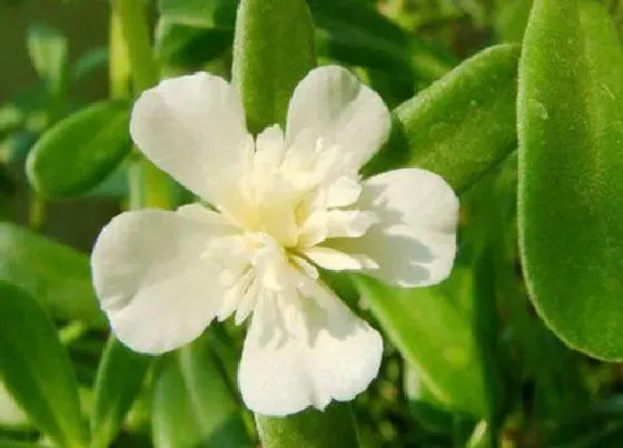 植物施肥|重楼幼苗用什么肥料好