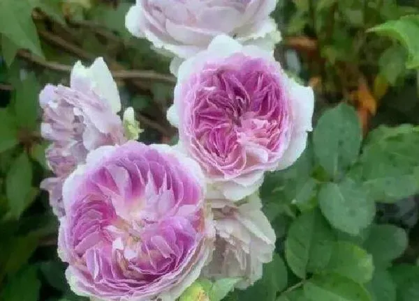 植物移栽|月季树什么时候移栽最好（树状月季几月份移植成活率高）