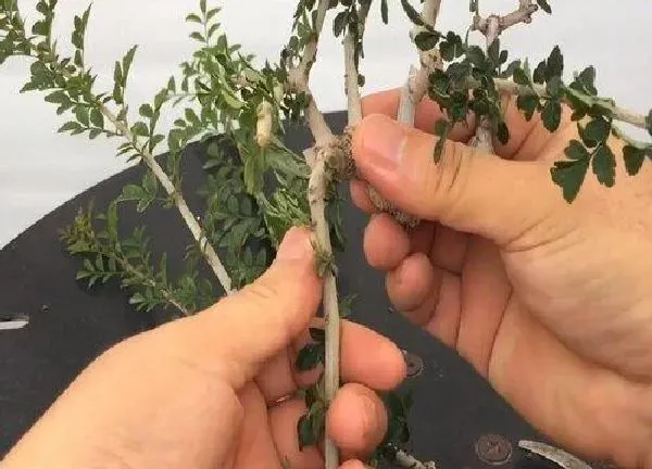 植物扦插|对节白腊几月份扦插最好