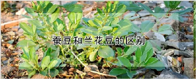 蚕豆和兰花豆的区别 | 自然知识