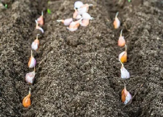 种植方法|大蒜怎么种植方法步骤 大蒜头的种植步骤和管理方法