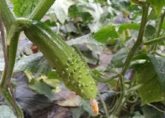 种植管理|黄瓜的生长周期是多长时间