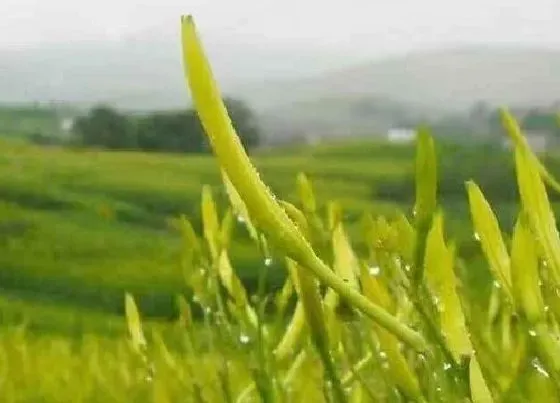 植物产地|黄花菜是哪里的特产