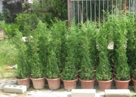 种植位置|塔松树适合种在什么地方 栽在什么位置最好