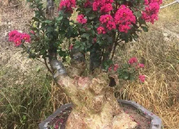 盆景|紫薇老桩养殖方法和养护事项