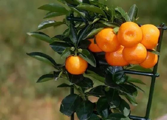 冬天植物|橘子耐寒吗
