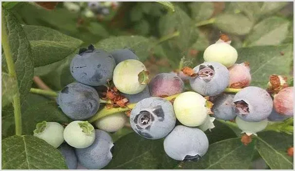 蓝莓要如何种植?蓝莓的种植条件和方法 | 农业科普