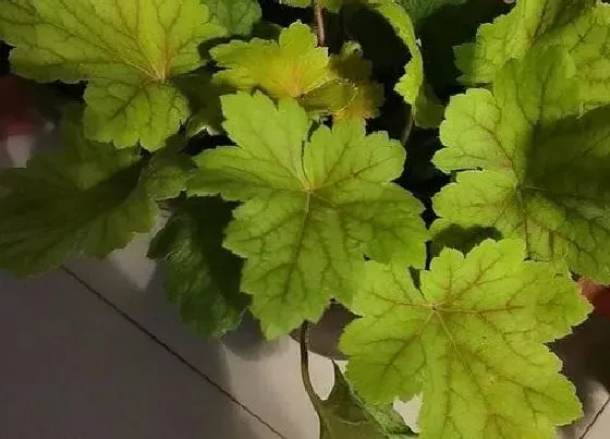 种植管理|矾根什么时候栽最好 在什么季节种植好