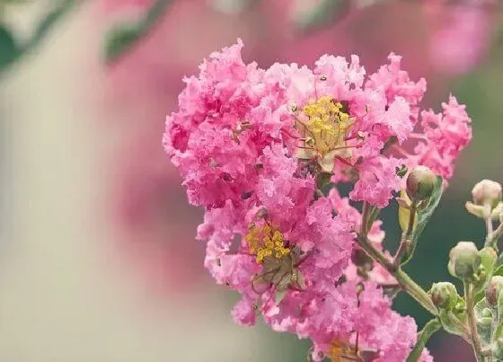 种植管理|紫薇生长速度快慢 一年能长多少