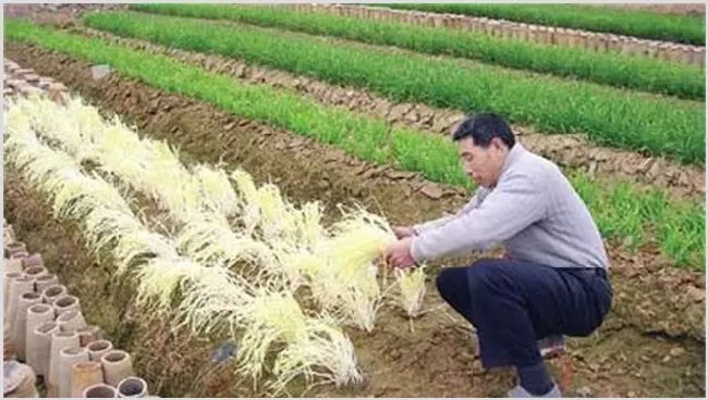 韭黄的种植管理技术 | 耕种资料