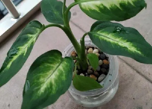 养殖科普|万年青喜阴还是喜阳光的植物