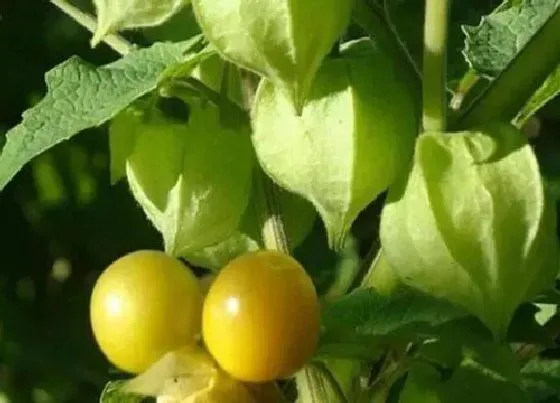 种植管理|姑娘果生长期多长时间