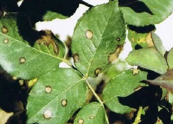 植物病害|月季炭疽病发病原因及治疗方法