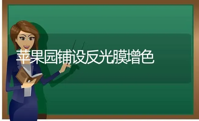 苹果园铺设反光膜增色 | 瓜果种植