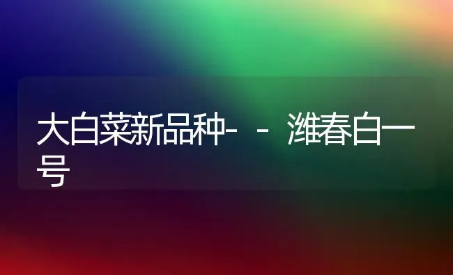 大白菜新品种--潍春白一号 | 蔬菜种植