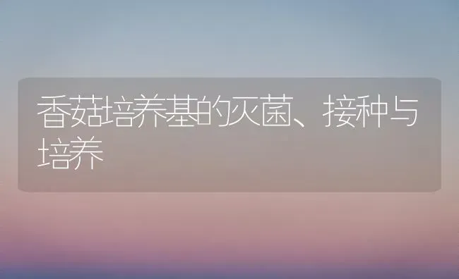 香菇培养基的灭菌、接种与培养 | 食用菌种植