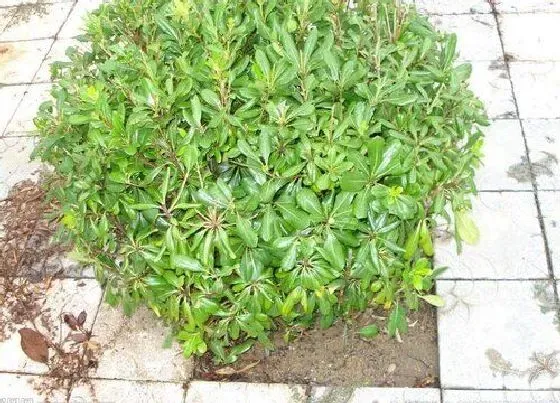 植物种类|海桐是常绿植物吗