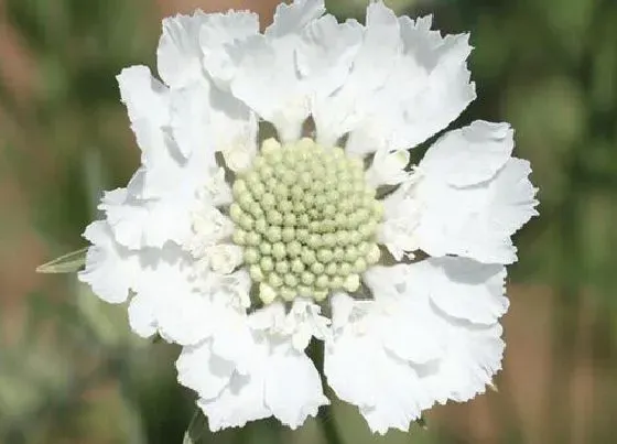 植物百科|高加索蓝盆花是多年生吗