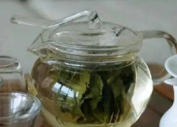 植物浇水|剩茶水适合浇什么花