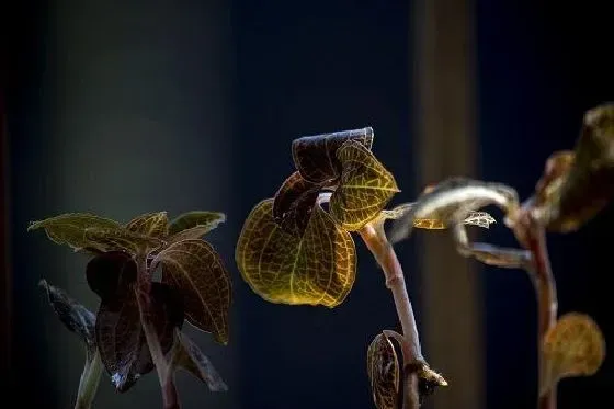 植物百科|金线莲有种子吗 种子怎么种植