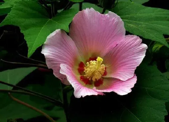 开花时间|芙蓉什么时候开花 花期多长时间